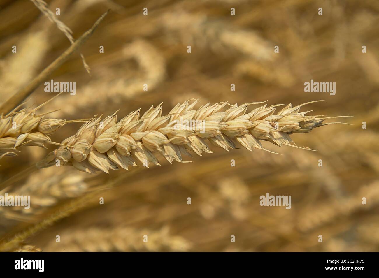 Le orecchie e chicco di grano in un campo di coltivazione, l'agricoltura in Italia. Foto Stock