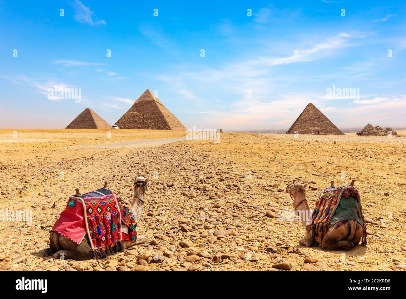 Cammelli ai piedi delle Piramidi di Giza, Cairo, Egitto. Foto Stock