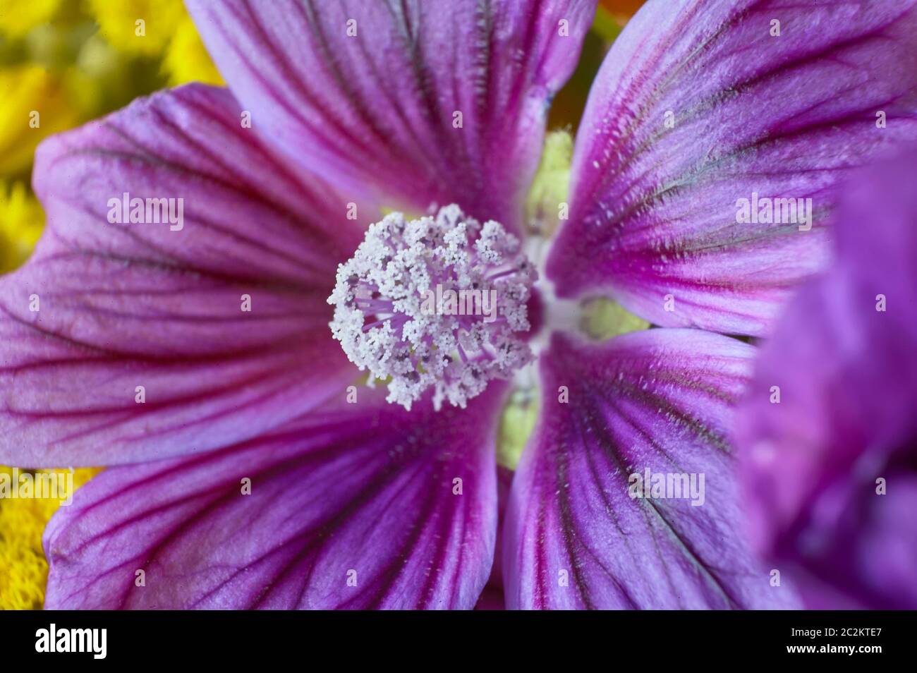 Dettaglio dei pistilli di porpora e di filamenti di un fiore viola, dettaglio e il livello di dettaglio visibile grazie alle riprese in modalità macro. Foto Stock