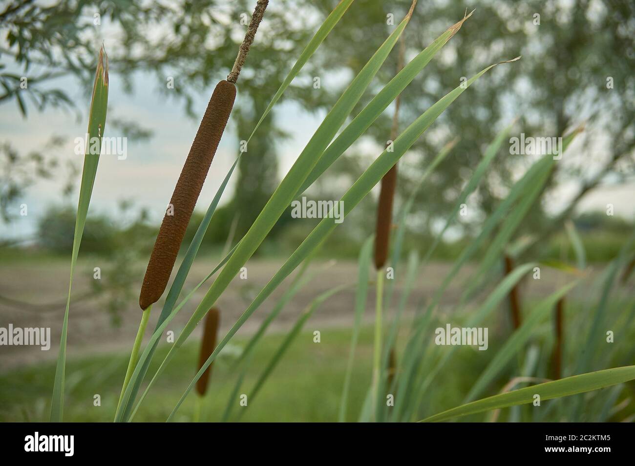 Dettaglio di tifa impianto, Typha latifolia, fotografato in un laghetto, nel nord Italia, un tipico impianto di wet e zone stagnanti. Foto Stock