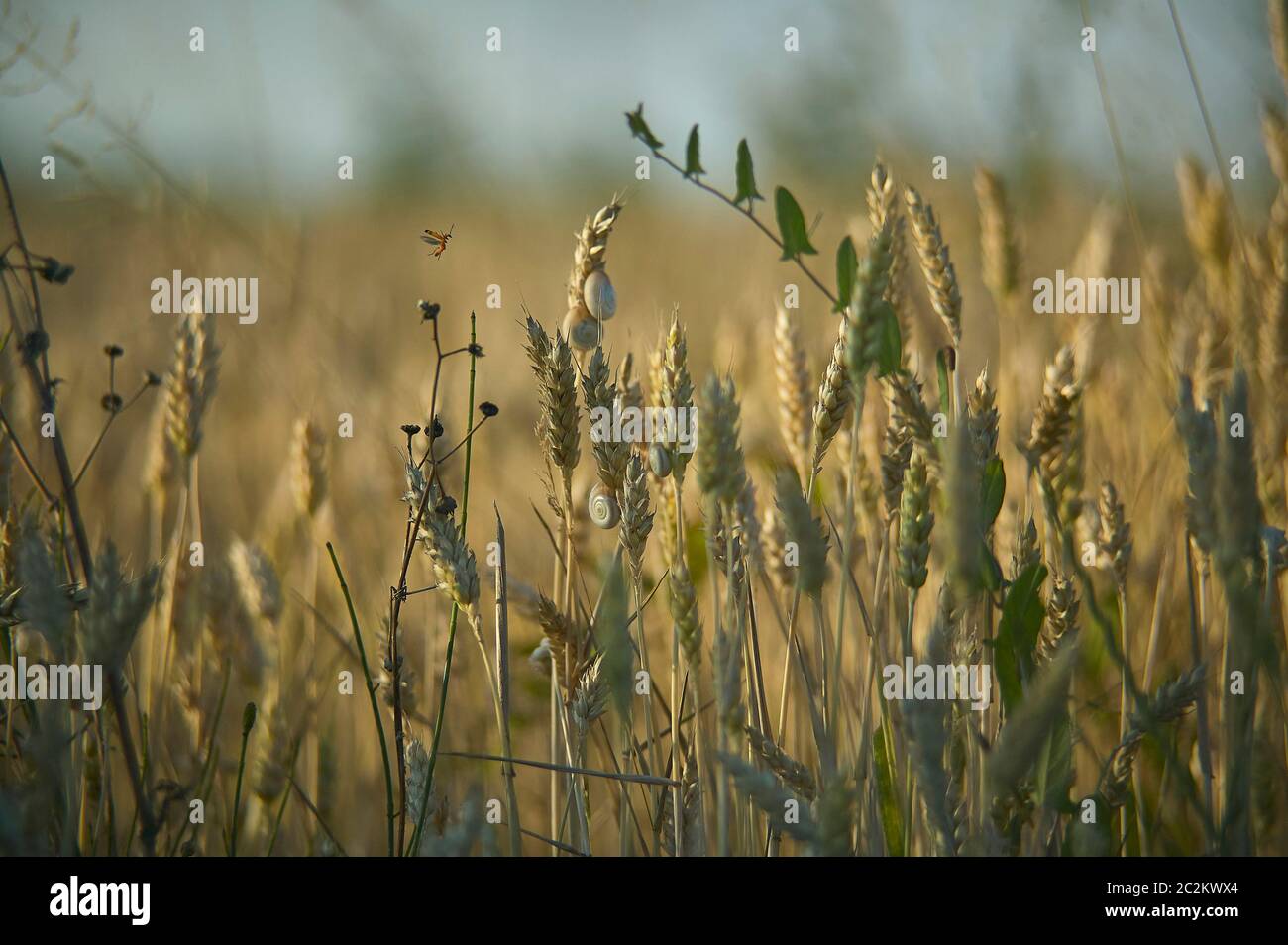 Spighe di grano maturo in un campo con annesso piccolo lumache. Grande sfondo grafico o risorsa. Foto Stock