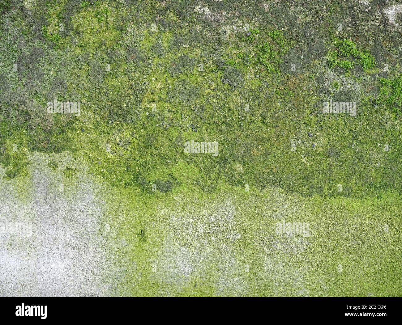 Weathered muro di cemento con verde muschio utile come uno sfondo Foto Stock