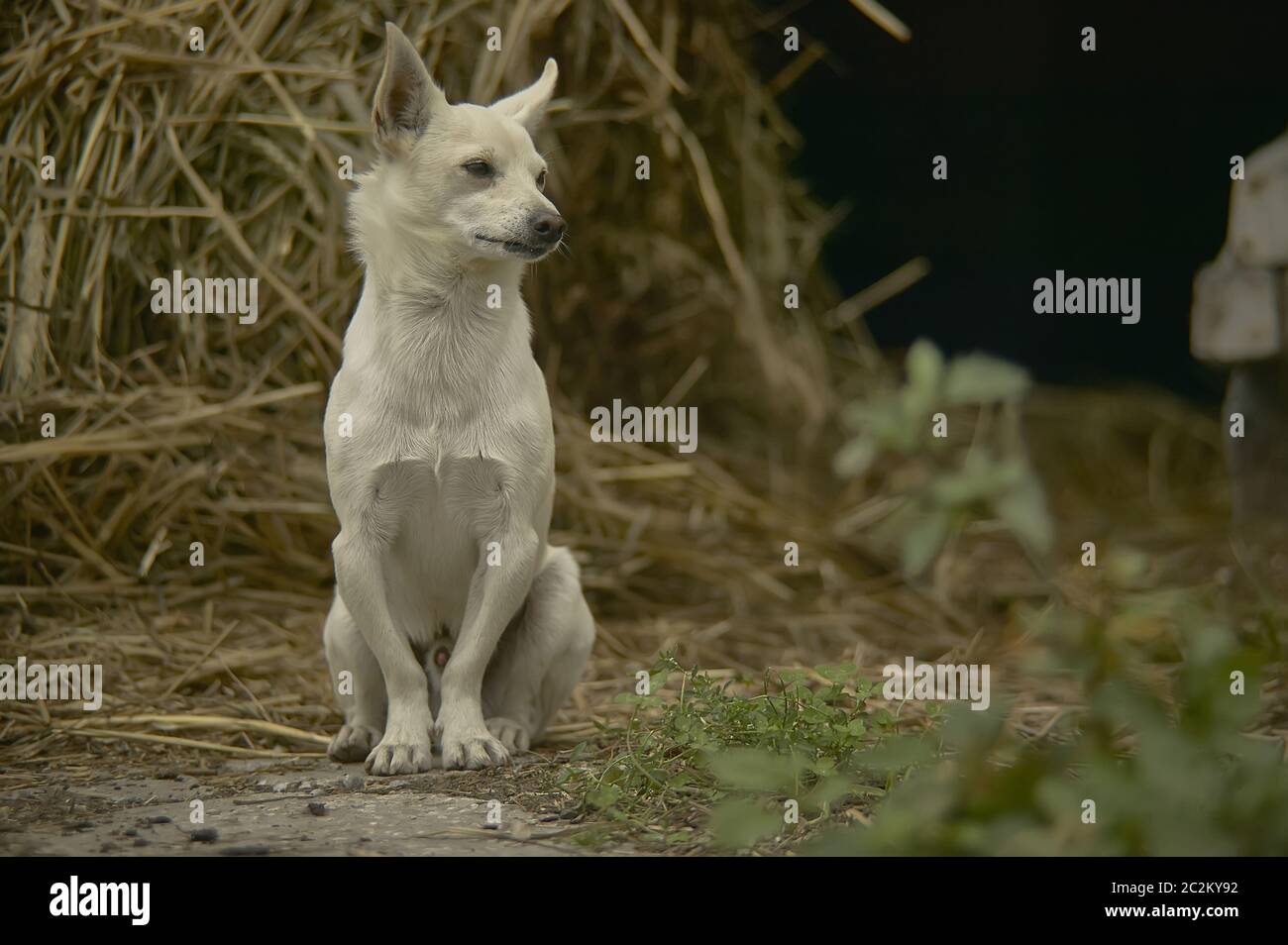 Piccolo Cane meticolosa seduto in una fase di stallo nel mezzo di paglia in un paesaggio di campagna. Foto Stock