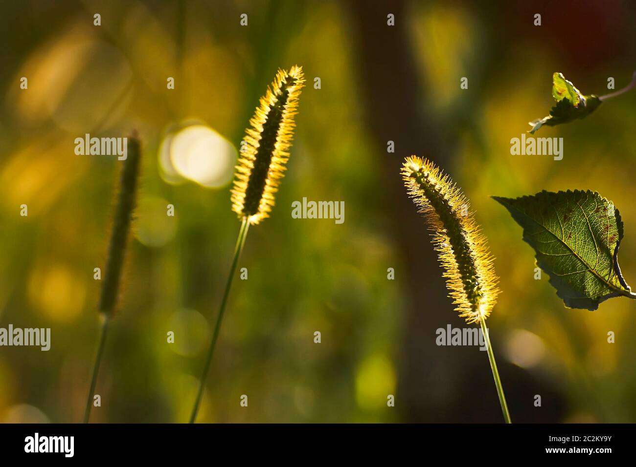 Due orecchie, erboso filettature e foglie secche in macro shot in controluce al tramonto. Autunno scatti naturali. Foto Stock