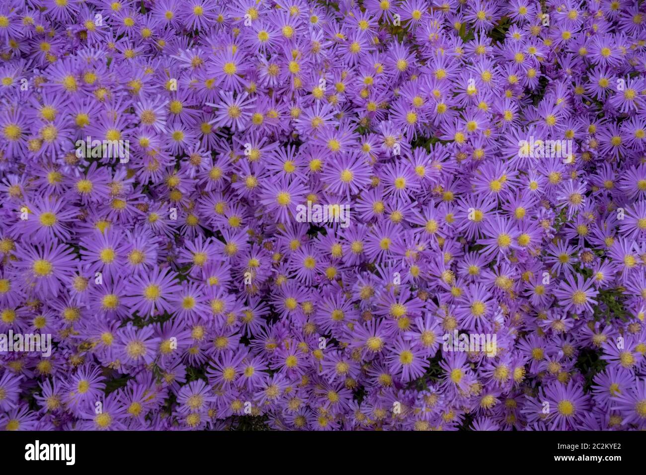 Cuscino Aster (Aster dumosus) Foto Stock