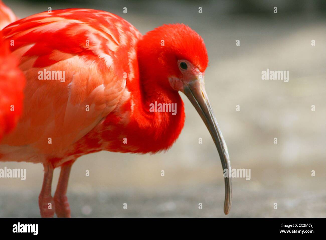 Un Scarlet Ibis, (Eudocimus ruber) sul foraggio Foto Stock