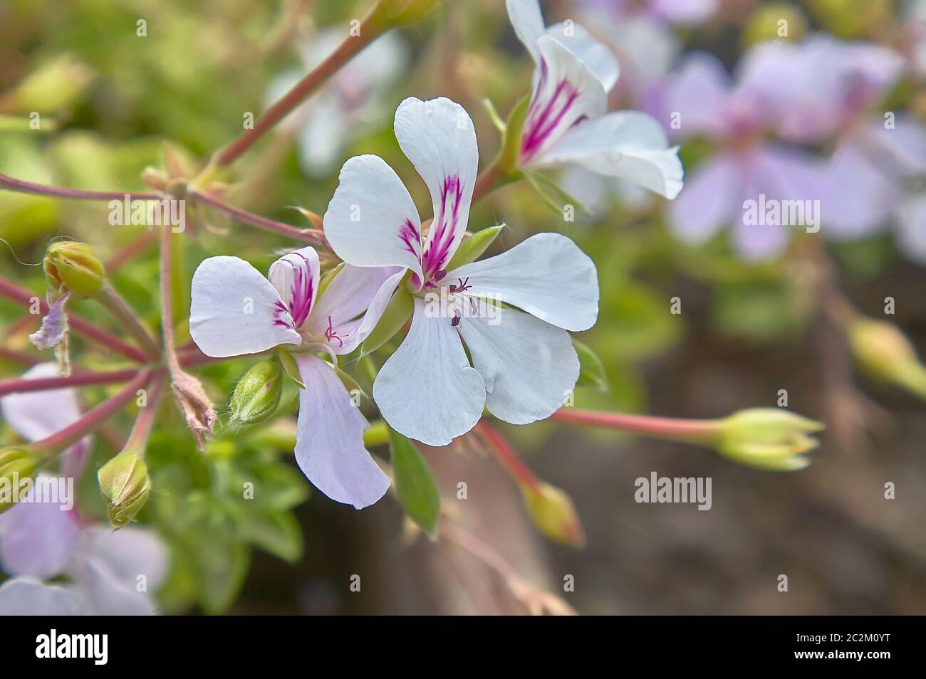 Piccoli fiori bianchi con venature di colore viola sui petali di fiori che fioriscono in primavera con il primo temperature miti. Foto Stock
