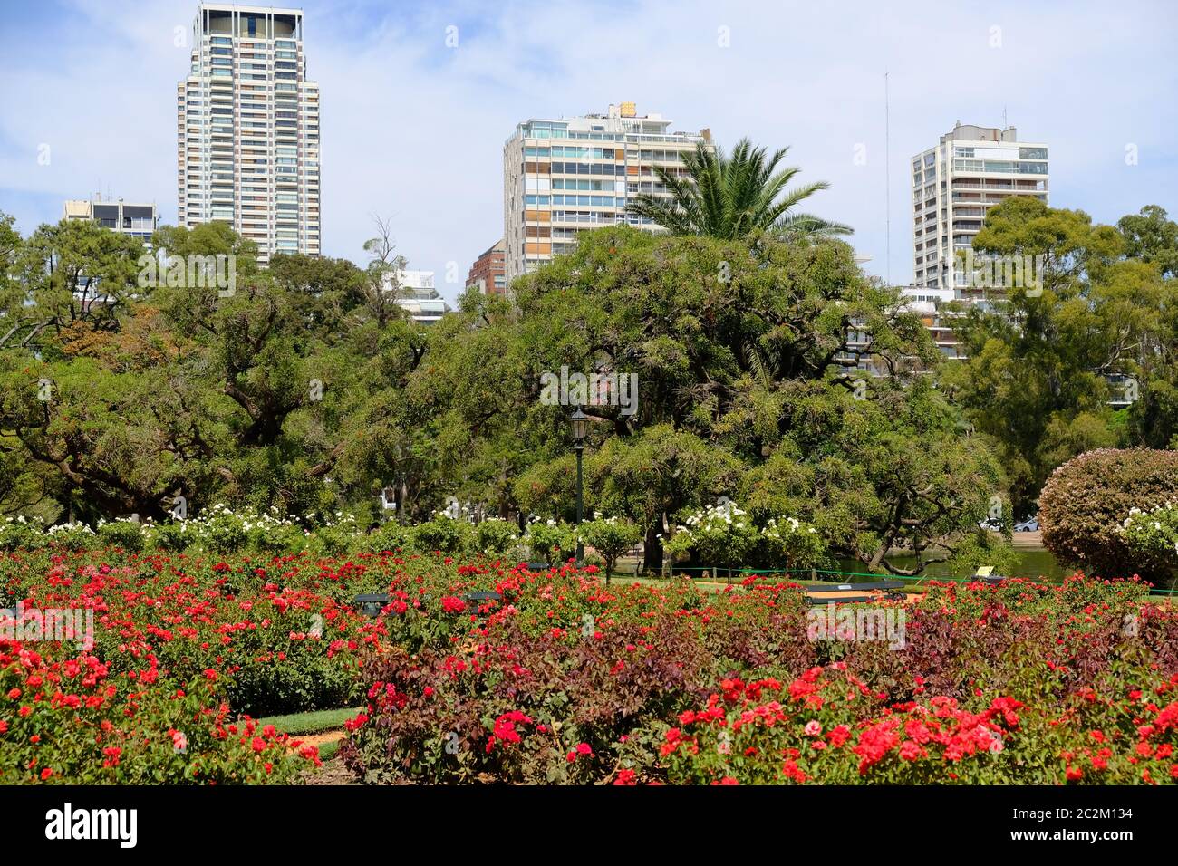 Argentina Buenos Aires - Giardino delle rose nel parco urbano Bosques de Palermo - Bosco di Palermo Foto Stock