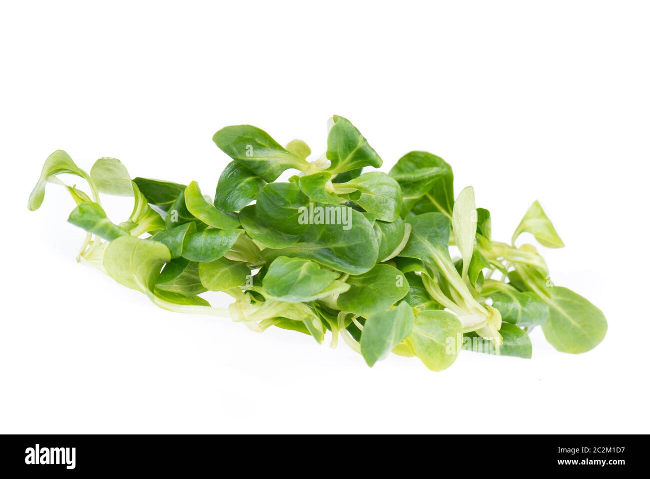 Lambs lattuga isolato su uno sfondo bianco Foto Stock