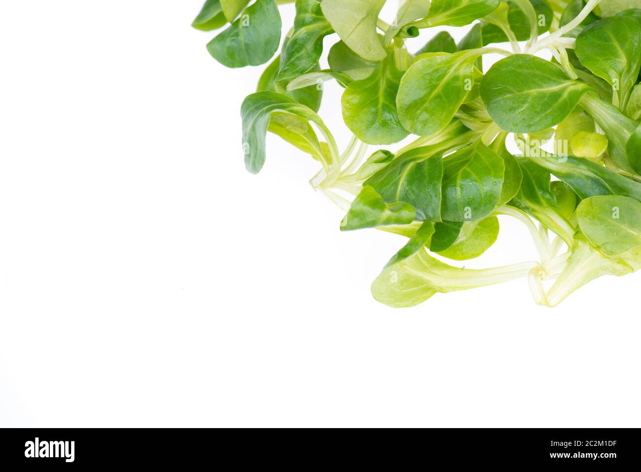 Lambs lattuga isolato su uno sfondo bianco Foto Stock