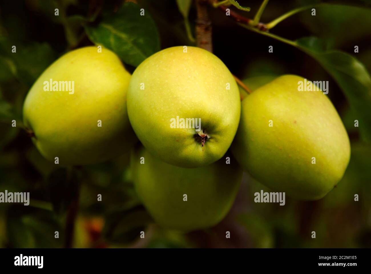 dettaglio di mela verde su un ramo di albero Foto Stock
