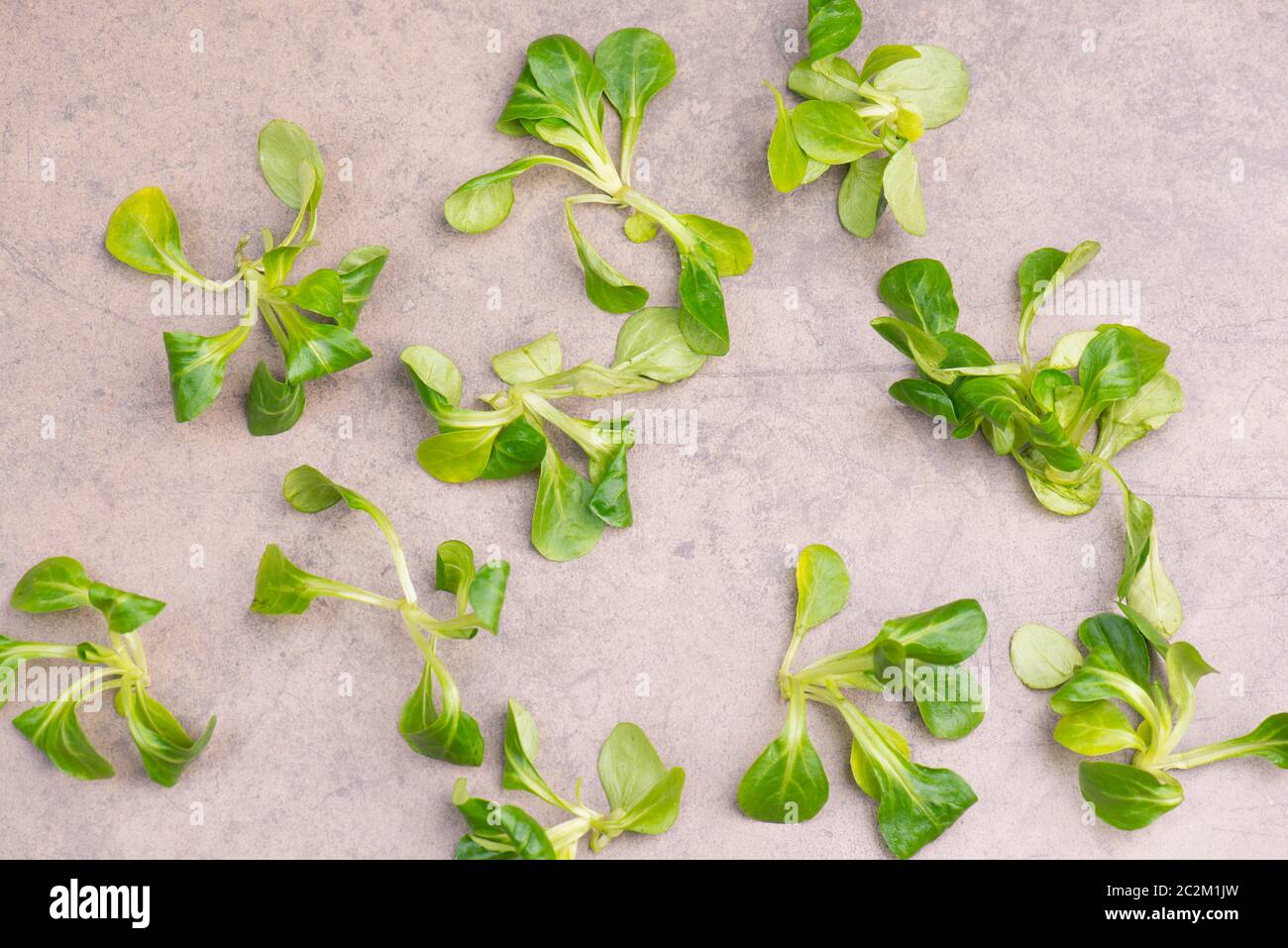 Lambs lattuga su uno sfondo marrone testurizzato, spazio di copia vuoto Foto Stock