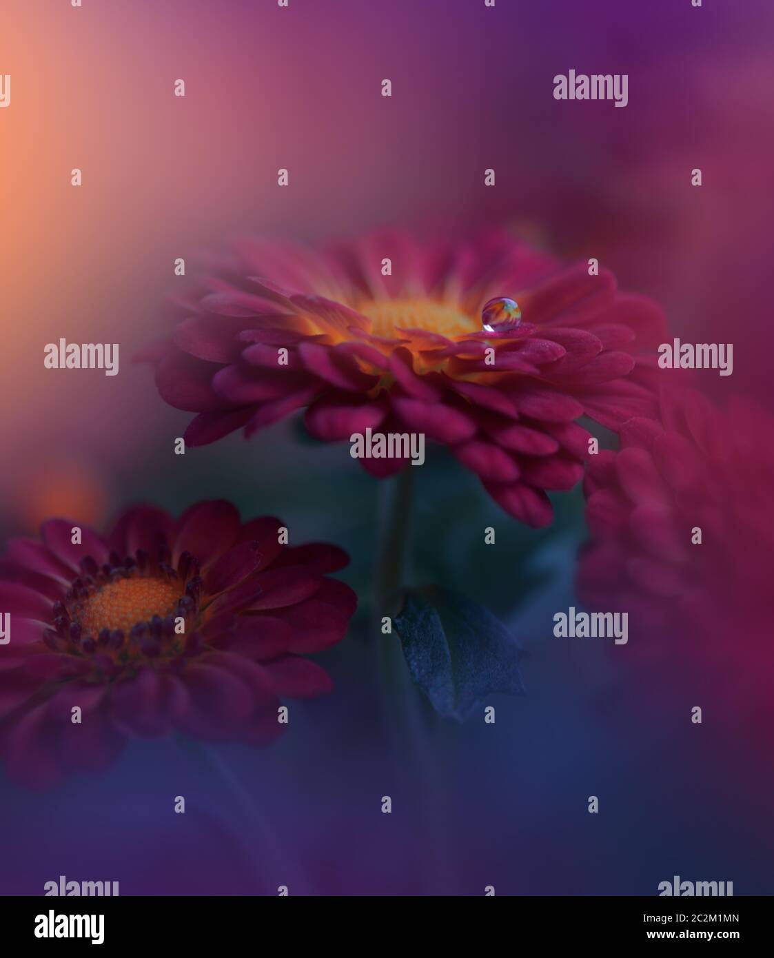 Bella natura background.Creative Wallpaper artistico.astratto Macro Fotografia.Soft Focus.Floral Art Design.Close up View.Happy Holidays.Celebration,Love.Violet Color.Colorful Chrysanthemum Flowers.Red Daisy Flower. Foto Stock