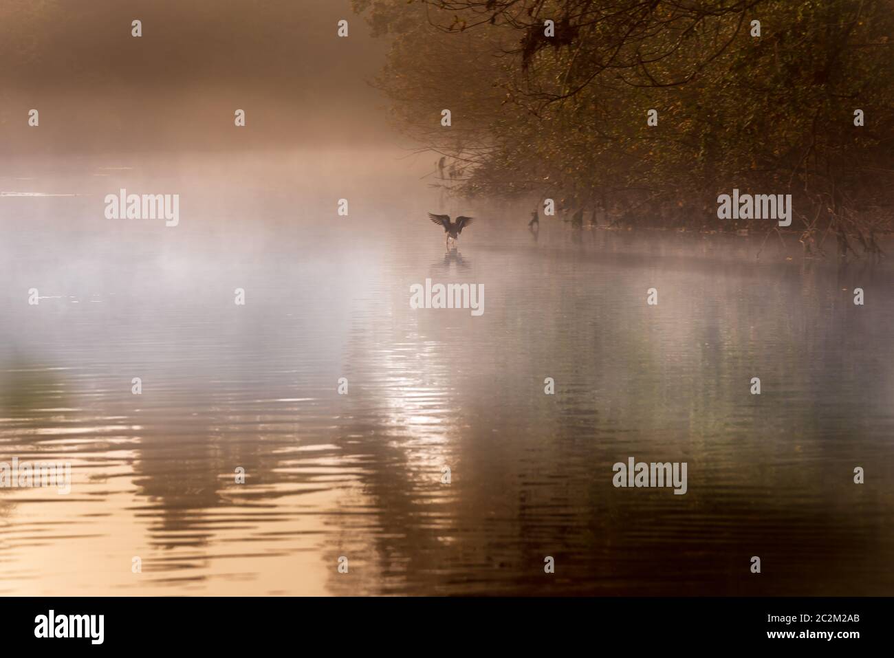 Duck banchine al fiume. Nebbia e sunny morrning. Mattina autunnale. Foto Stock