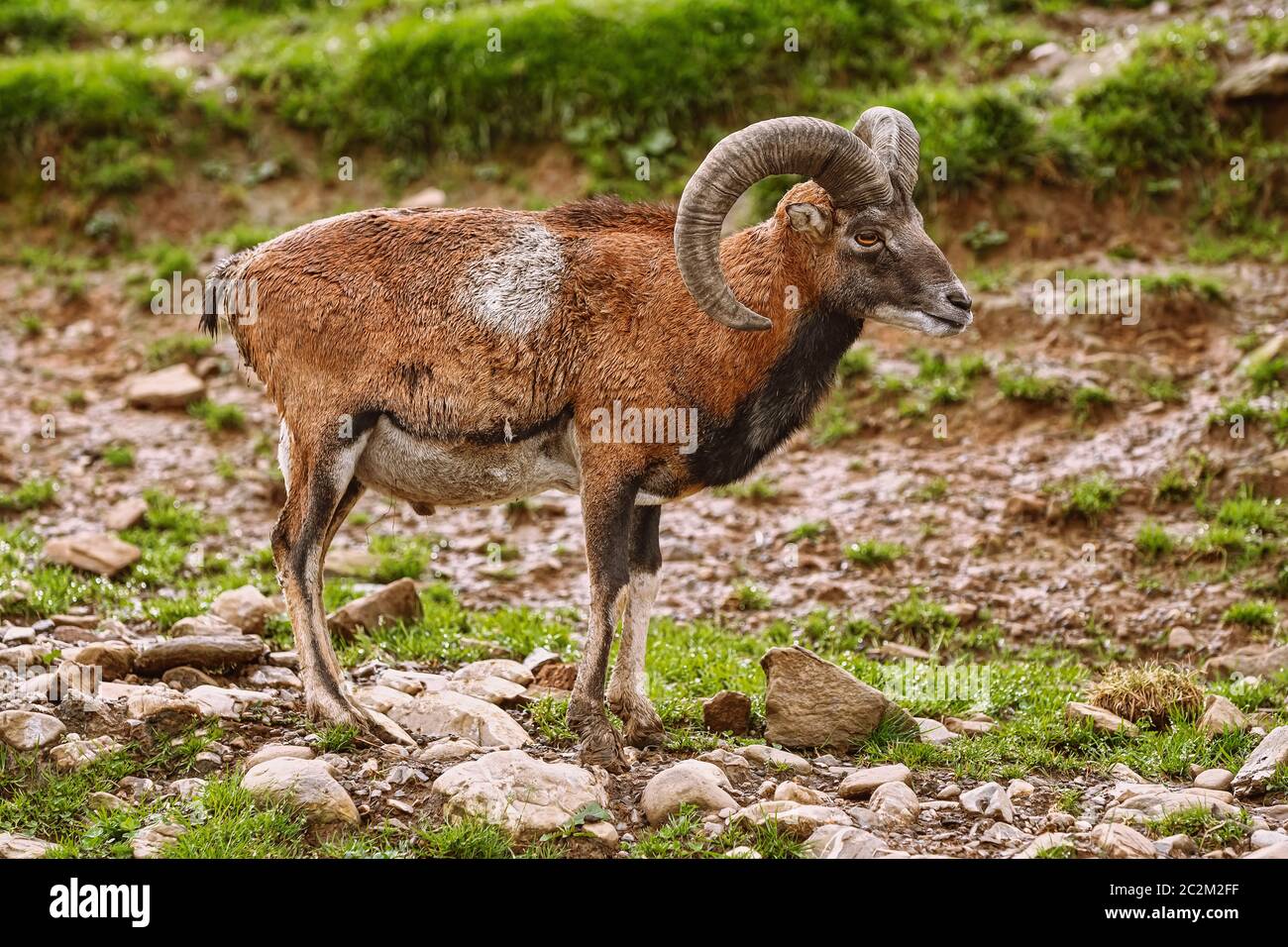 Big Brown RAM Foto Stock