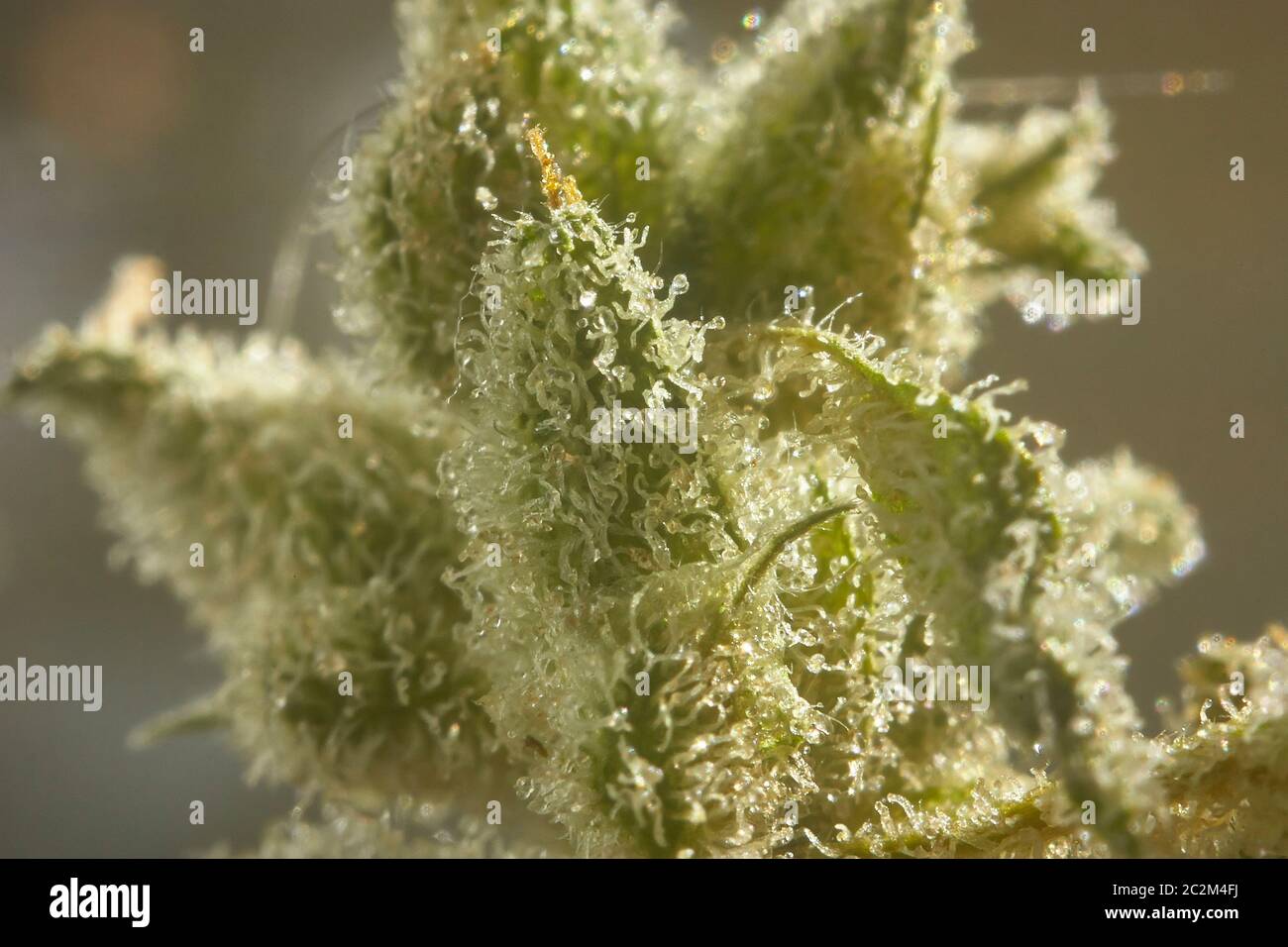 Infiorescenza di marijuana con un livello molto alto di allargamento dove è possibile vedere i cristalli di resina prodotta nella sua fase di fioritura. Foto Stock