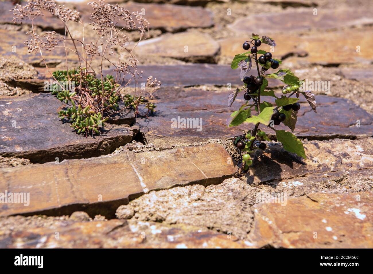 Piante di parete Foto Stock