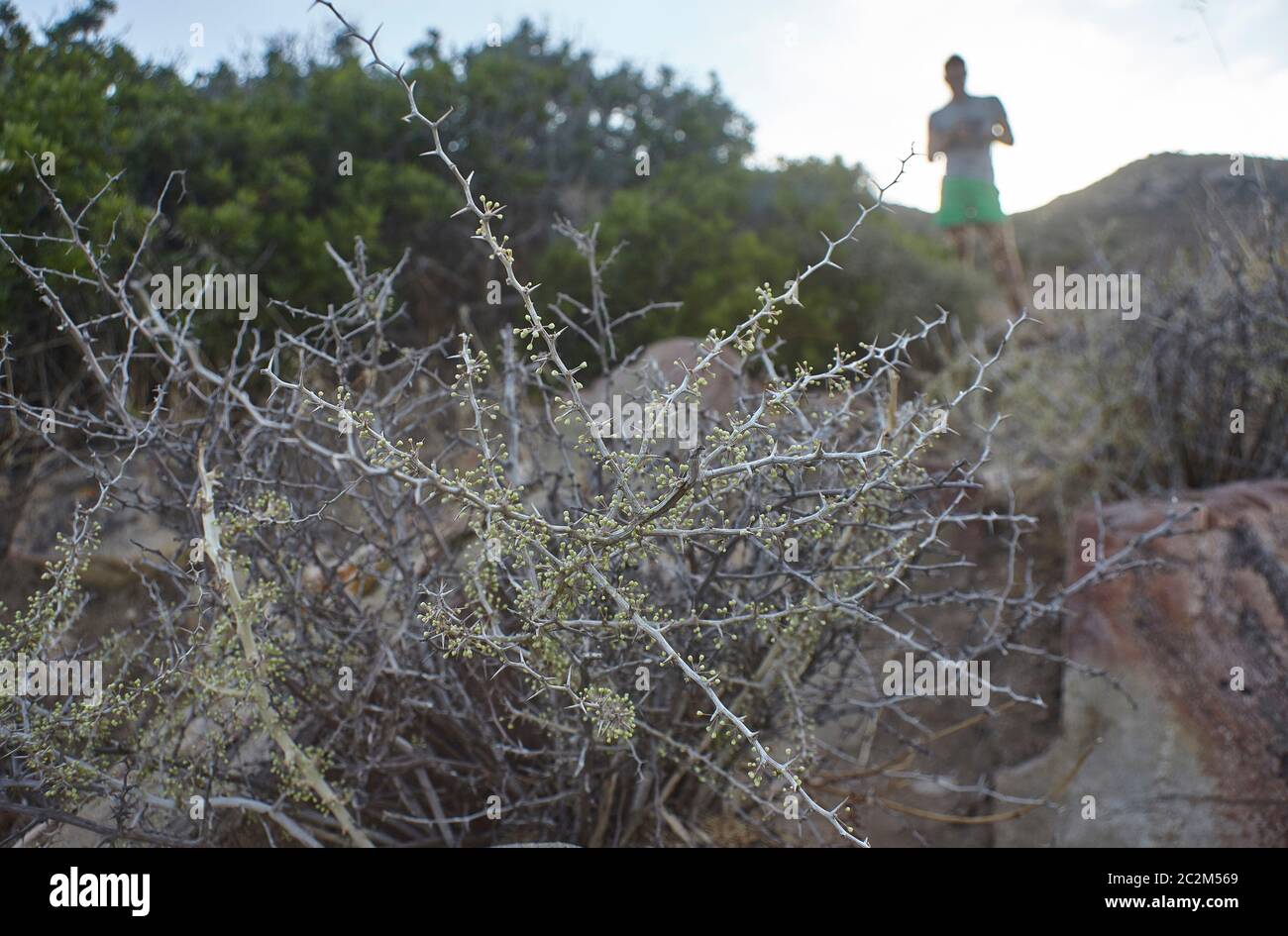 Dettaglio di una pianta spinosa tipica della vegetazione mediterranea con in sottofondo un persona sfocata osservando la natura circostante. Foto Stock