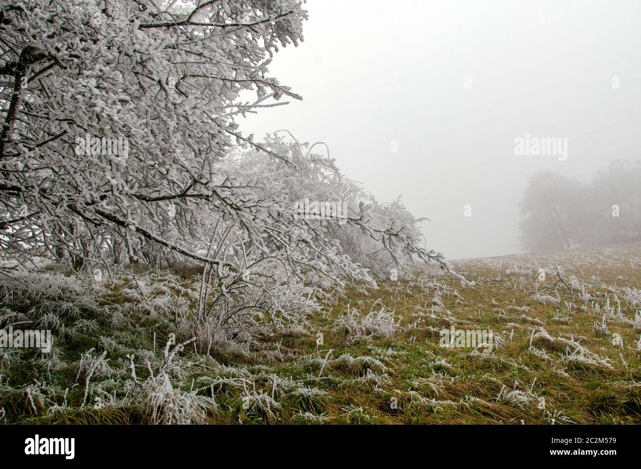 neve e nebbia paesaggio invernale Foto Stock