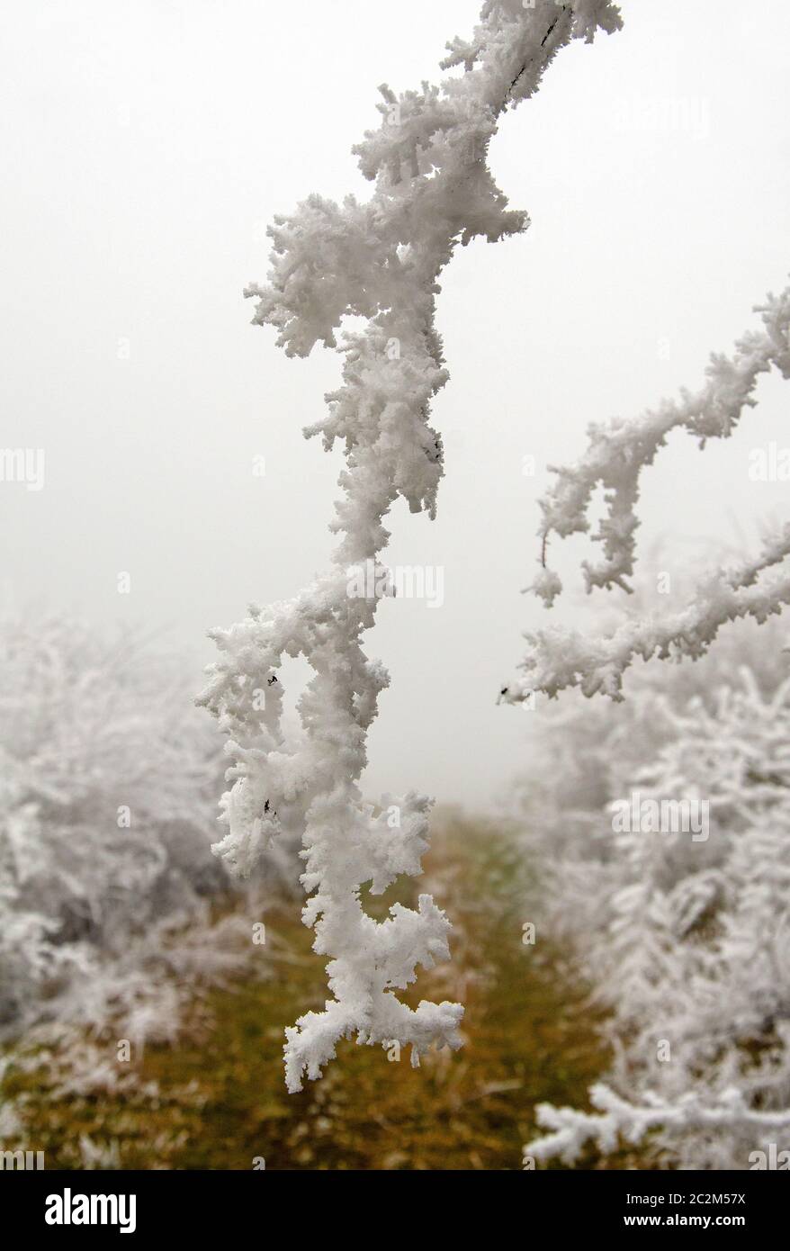 neve e nebbia paesaggio invernale Foto Stock