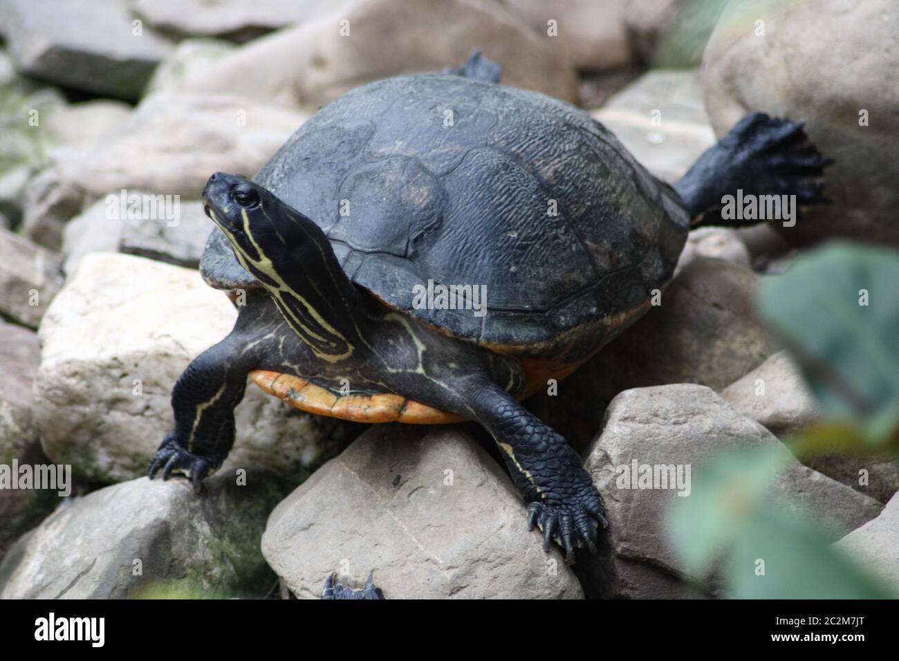 Una piccola tartaruga (Testudinidae) Foto Stock