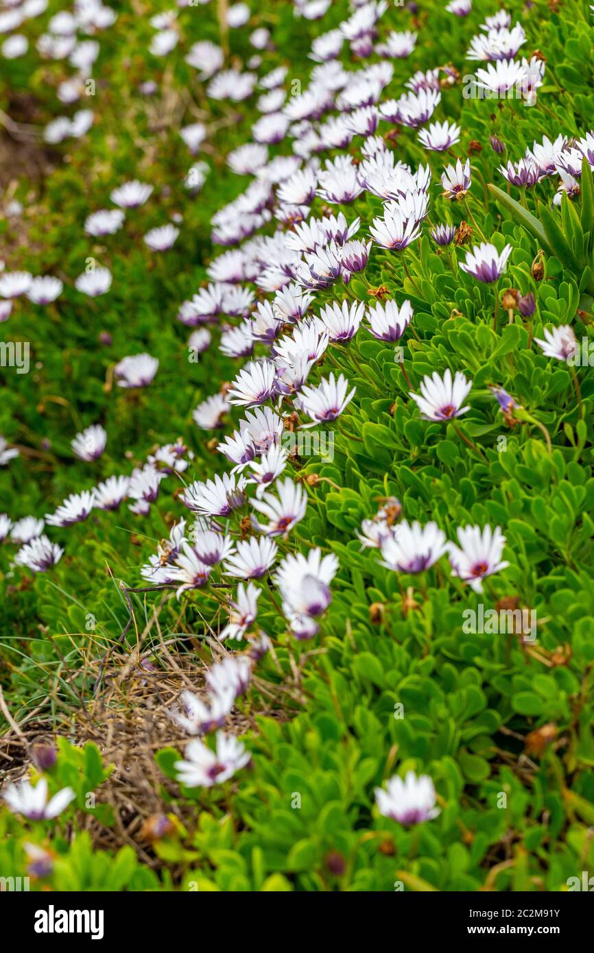 Osteospermum ecklonis African Daisy Cape marigold fiori viola sulla riva Foto Stock