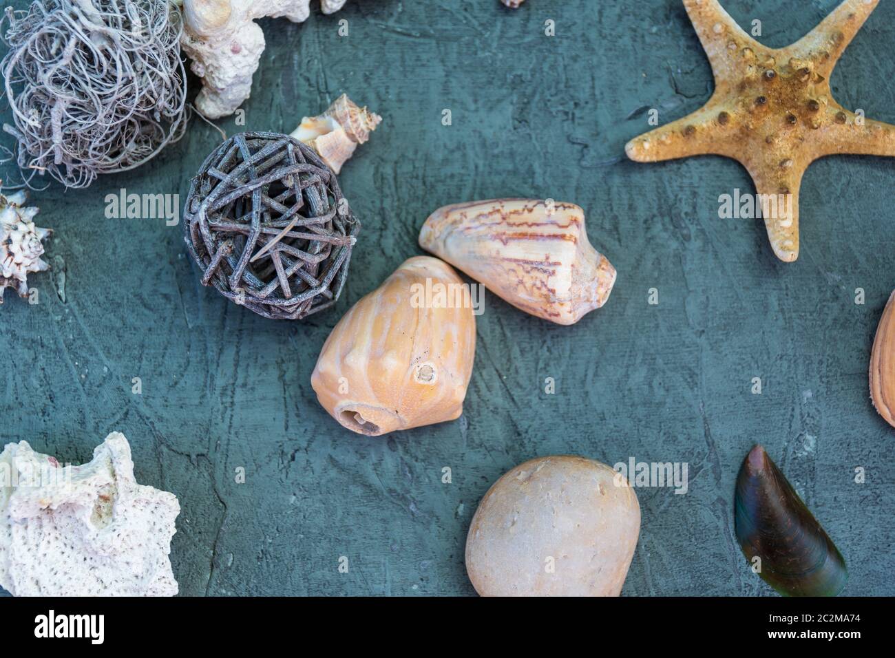 starfish accanto a rocce e lumache Foto Stock