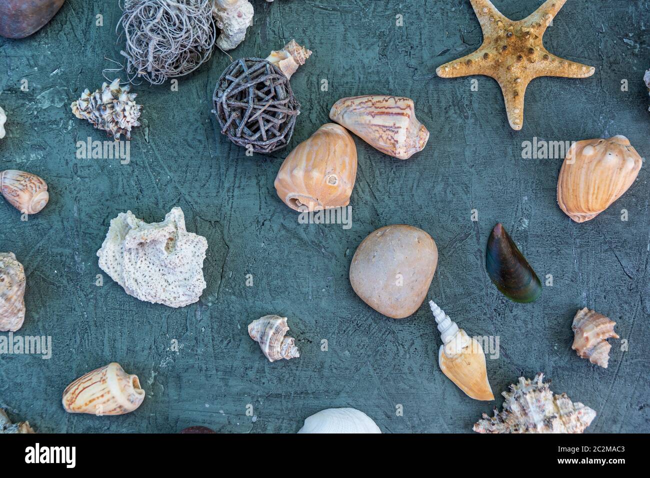 starfish accanto a rocce e lumache Foto Stock