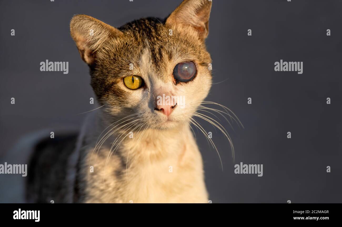 Un gatto di salvataggio in un animale Shelter Closeup volto Ritratto Foto Stock