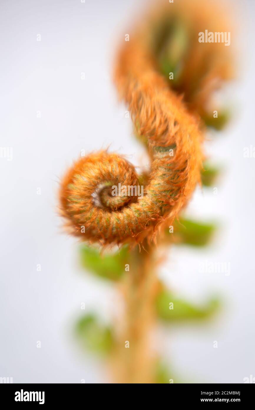 WA16902-00...WASHINGTON - testa di fiddle di felce di spada appena cominciando a unfurl. Foto Stock