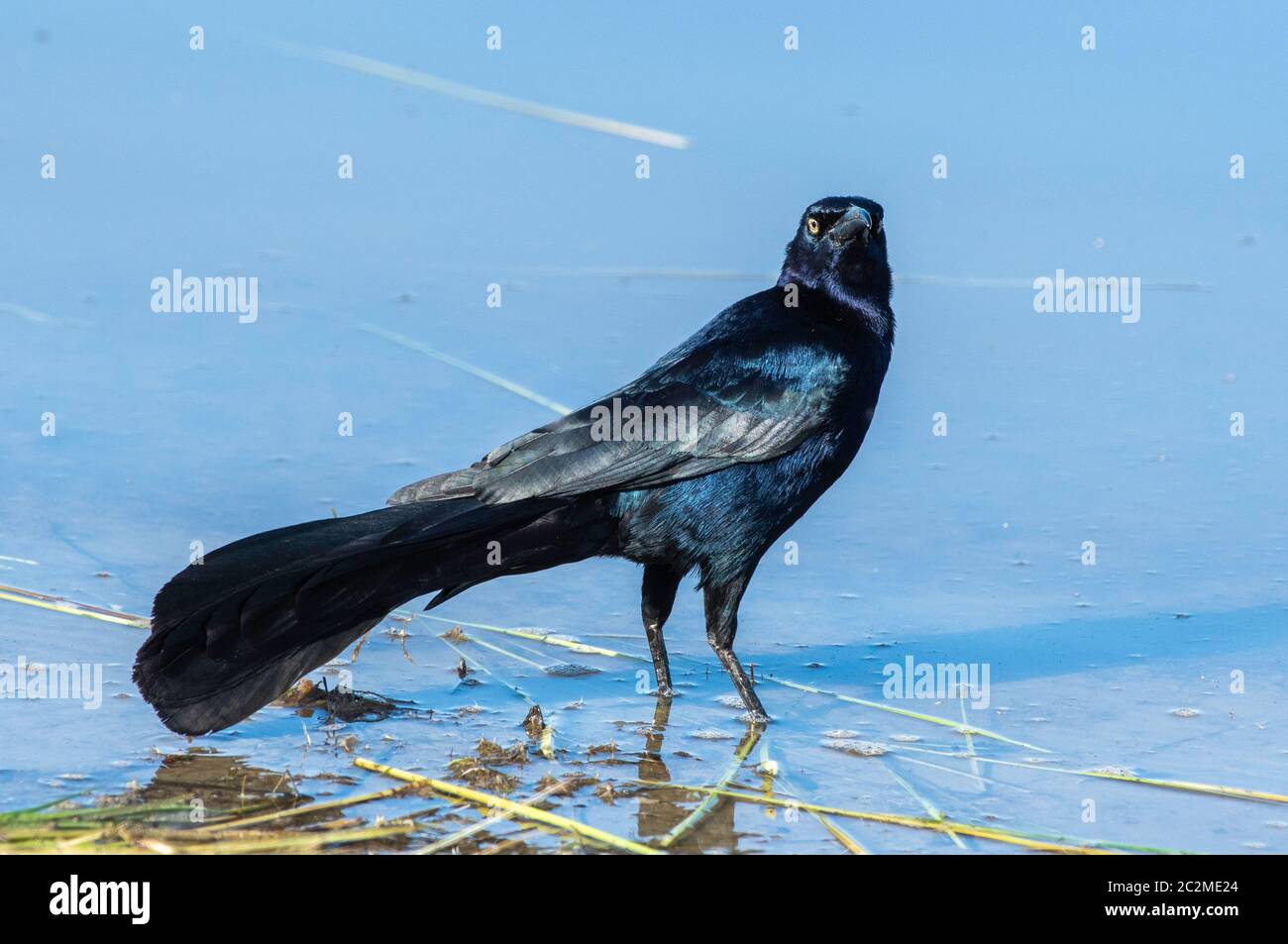 Un grackle maschio dalla coda grande, Quiscalus mexicanus, si trova in acque poco profonde nel Kern National Wildlife Refuge, Kern County, California Foto Stock