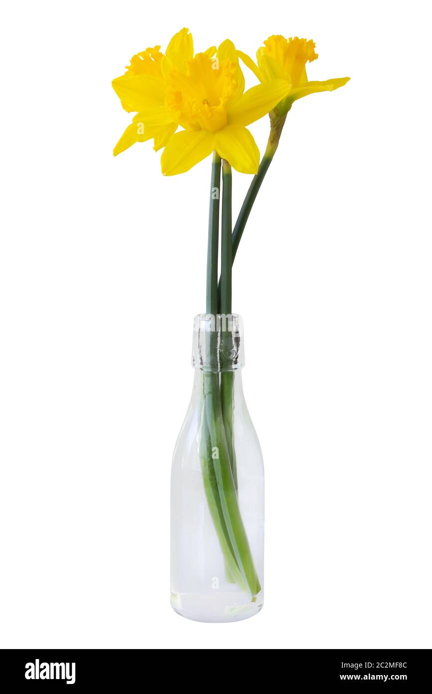 Un bouquet di Narcissus gialli (Daffodil, Narcissus, Amaryllidaceae) in un vaso di vetro, isolato su sfondo bianco compreso il tracciato di ritaglio. Germania Foto Stock