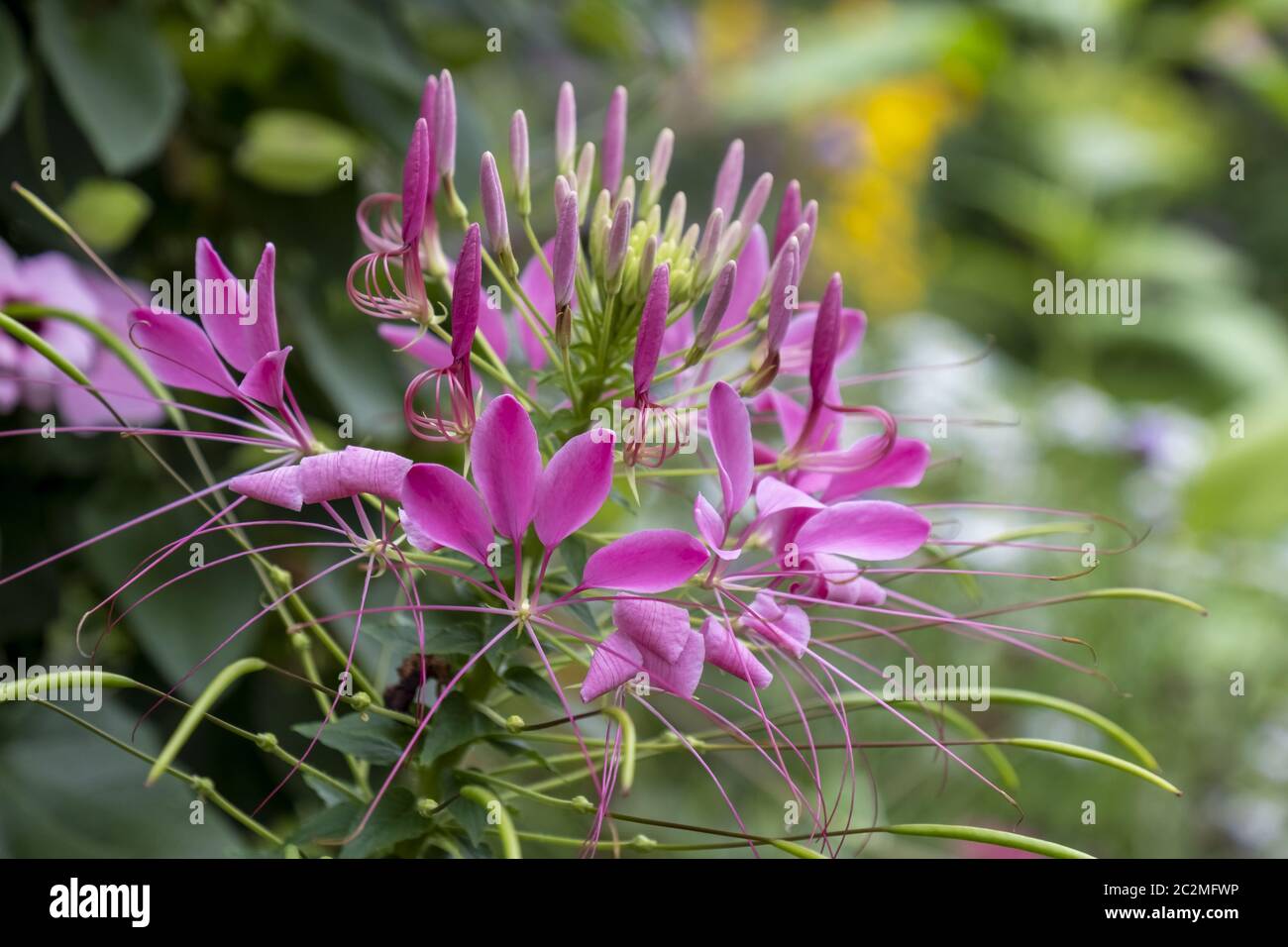 Fiore di ragno o spider impianto (Cleome spinosa, Cleome hassleriana, Tarenaya hassleriana) Foto Stock