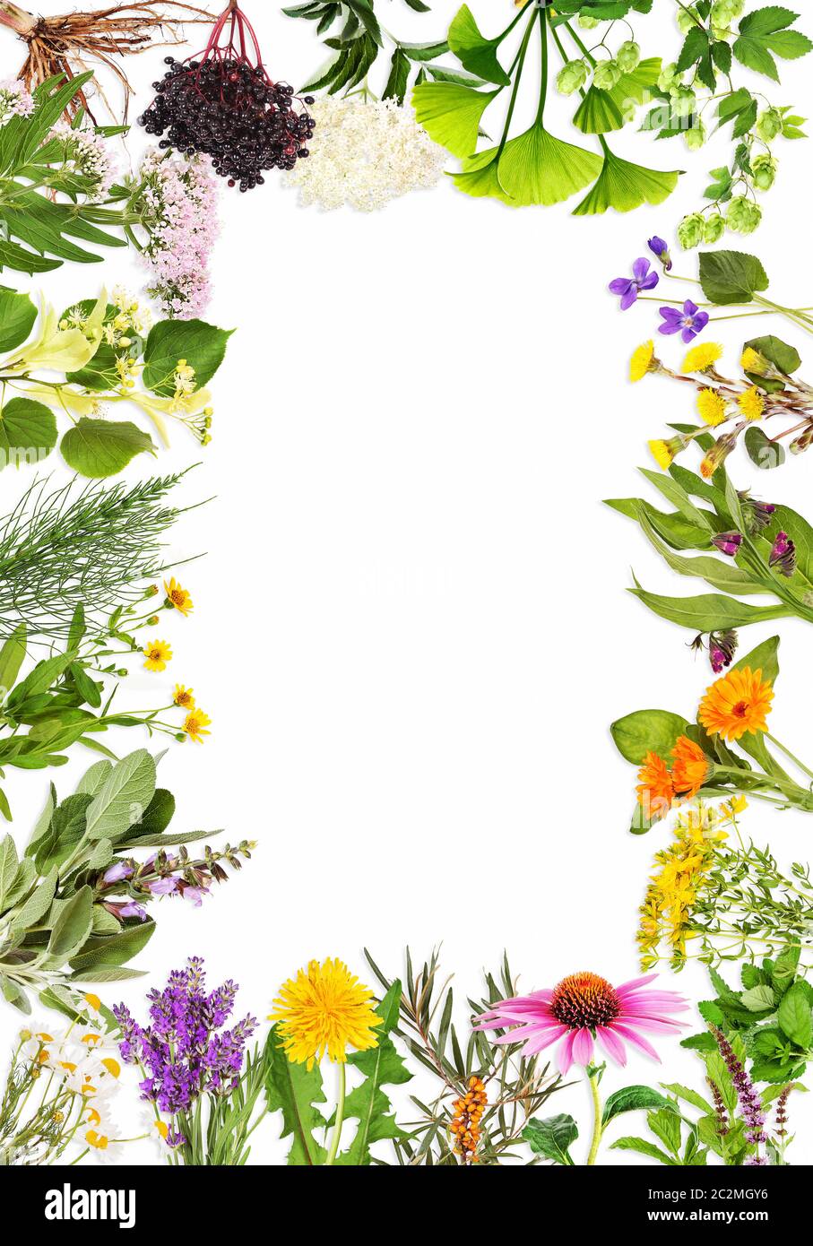 Telaio con le principali piante medicinali Foto Stock