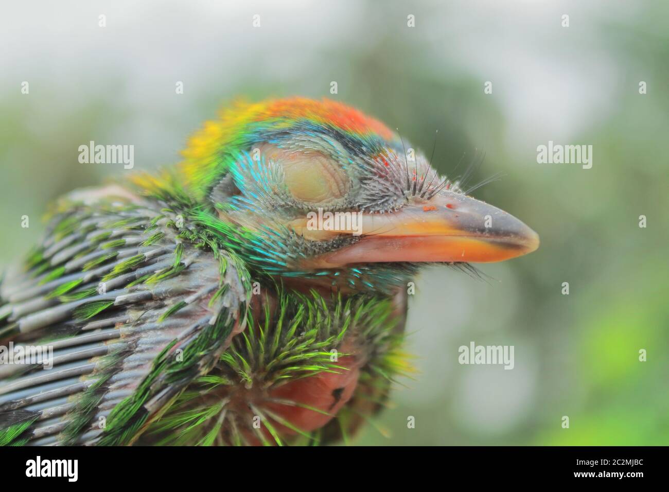 bello e carino fronteggiato blu frogano barbet (psilopogon asiaticus), questo colorato uccelli tropicali è molto comune nel subcontinente indiano Foto Stock