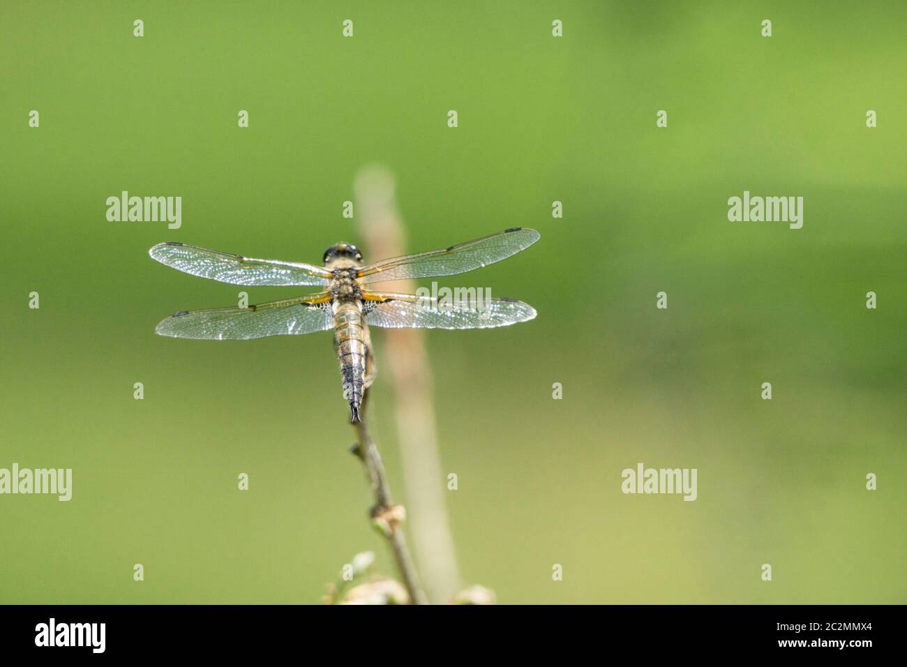 Dragon Fly Foto Stock