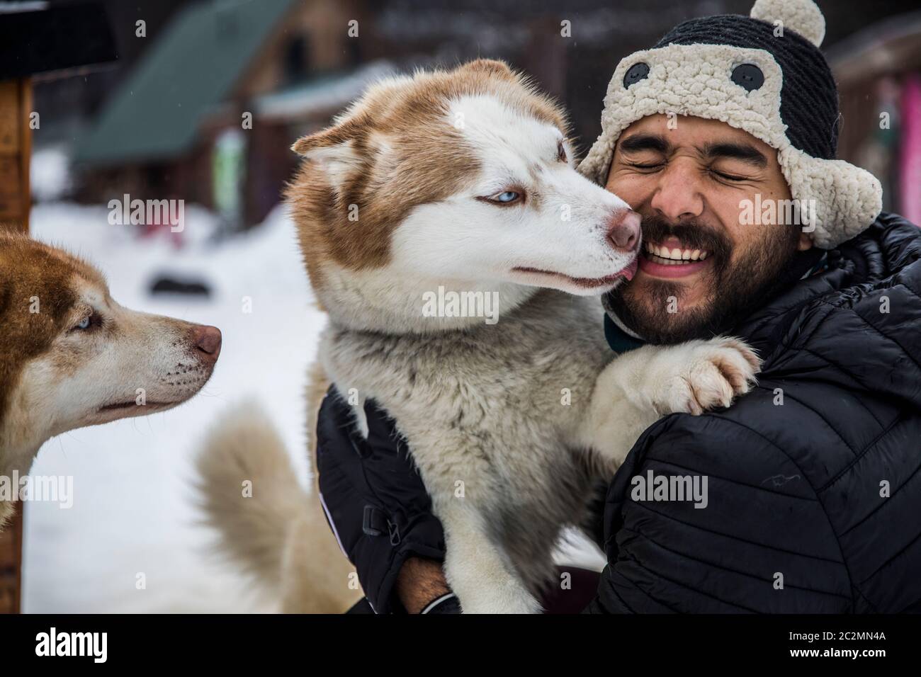 Husky lecca il proprietario sul viso Foto Stock