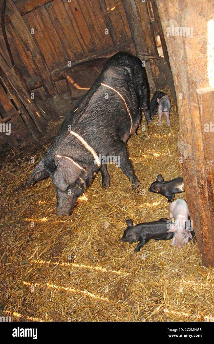 Gruppo di suinetti e madre in allevamento di suini. Madre di maiale e maiali nel fienile. Covata di piccoli suini in azienda Foto Stock