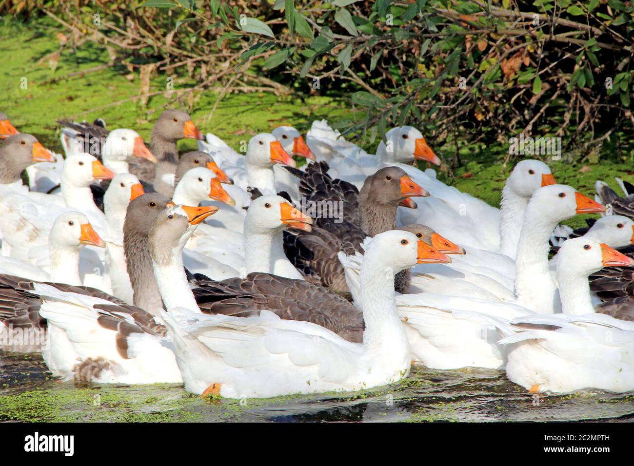 Oche nuotare su stagno rurale. Volo di oche nazionali che nuotano sul fiume. Gregge di bianco e grigio Foto Stock