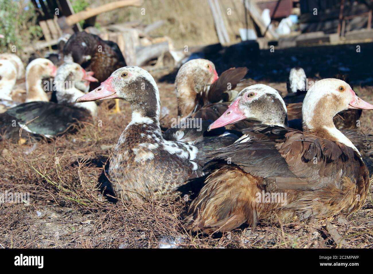 Le anatre moscovie si riposano nel pollame. Uccelli da fattoria. Uccelli domestici Foto Stock