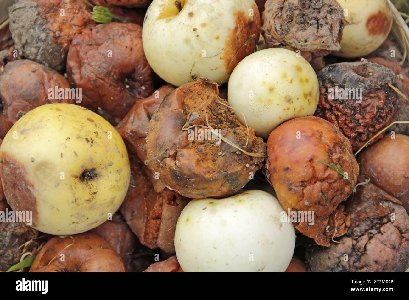 Mele marcio e bianche su un mucchio di composto in giardino. Concetto di prodotti viziati. Pila di mela marcio Foto Stock
