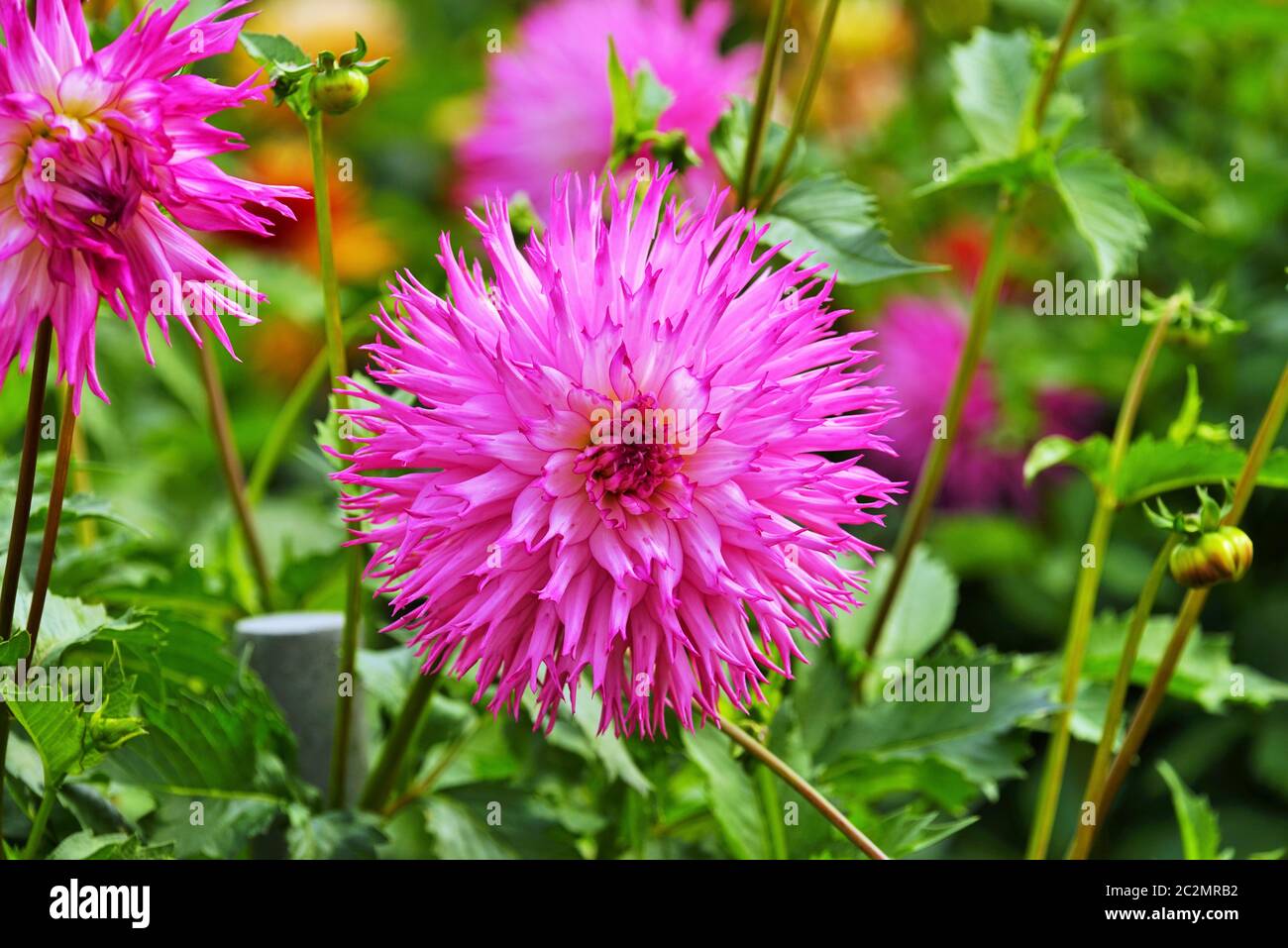 Bellissimo fiore di dahlia in un giardino botanico Foto Stock