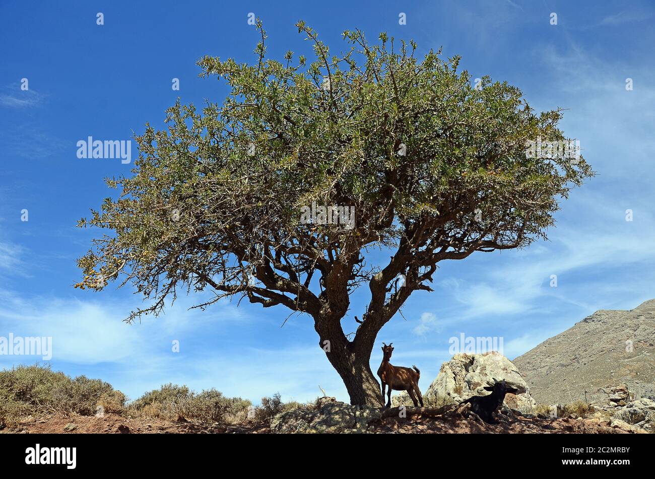 Albero di olivo Foto Stock