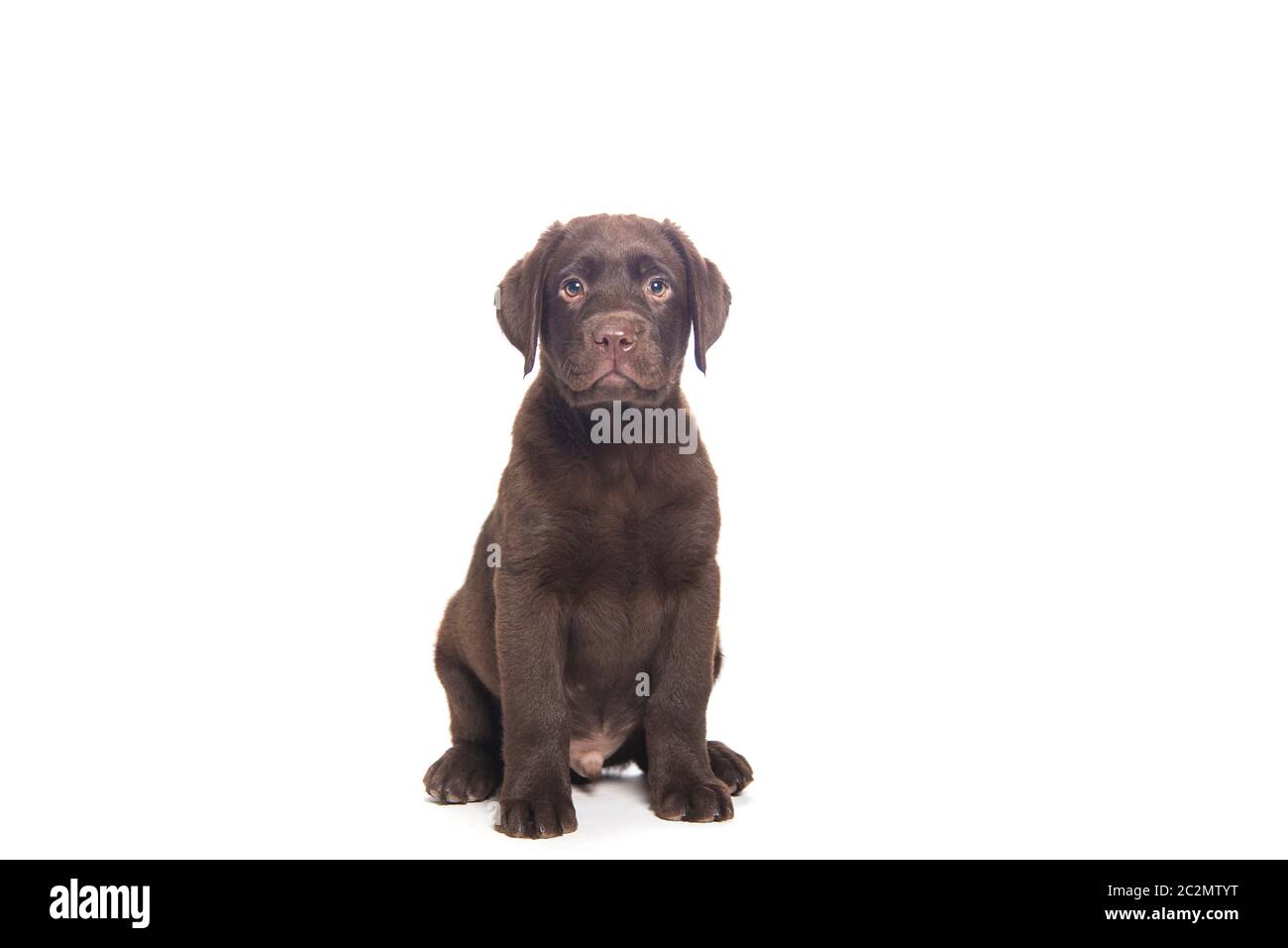 ritratto di un cane cucciolo seduto ​​isolated su sfondo bianco con muso simpatico ed espressione intelligente Foto Stock