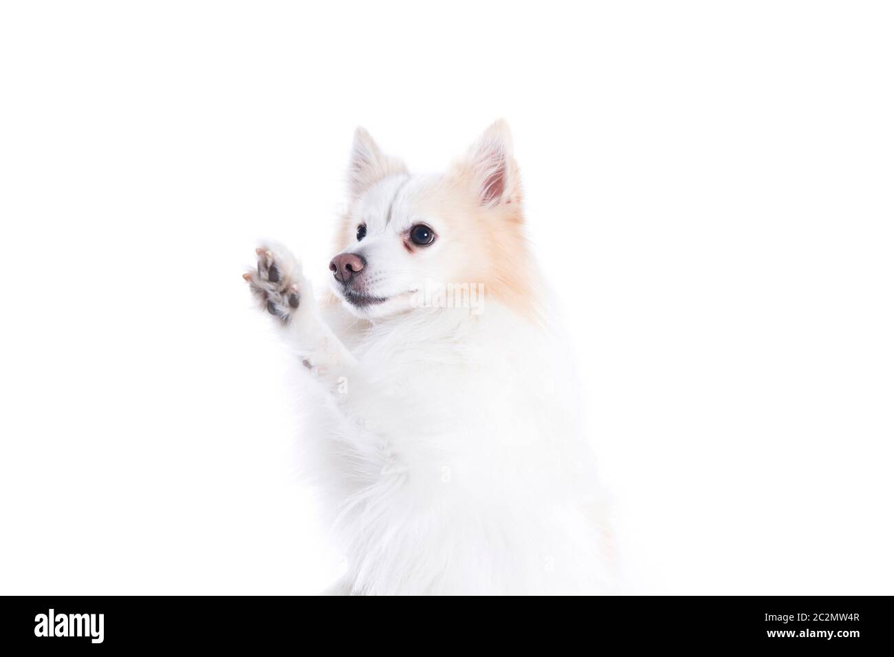 Giovane cane con bianco e beige con la pelliccia e con che dà la zampa Foto Stock