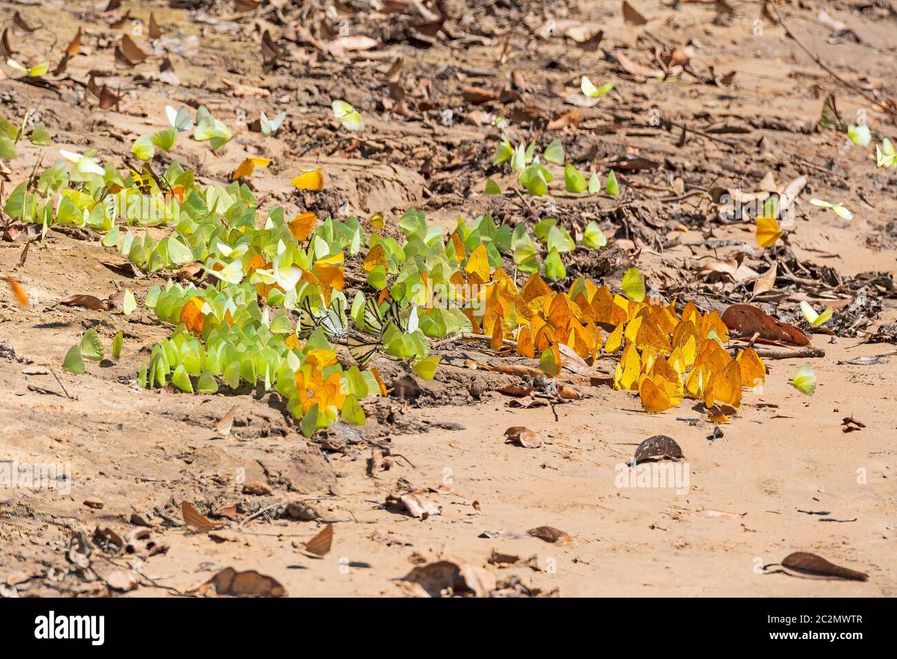 Sciame di farfalle su una riva del fiume della foresta pluviale sul fiume Teles Pires in Brasile Foto Stock