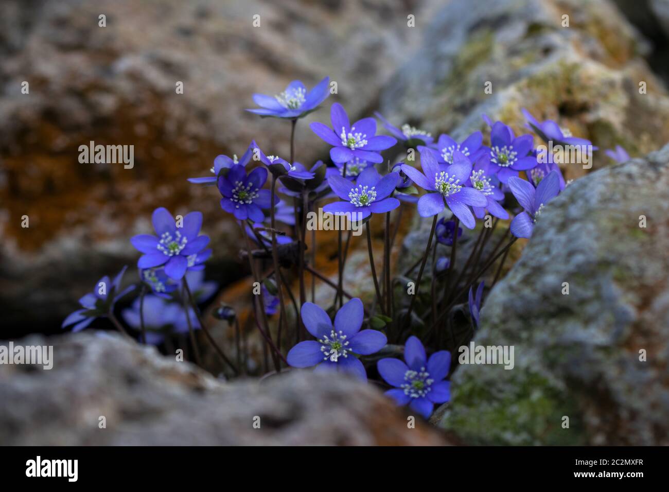 Liverwort (hepatica nobilis) tra le pietre Foto Stock