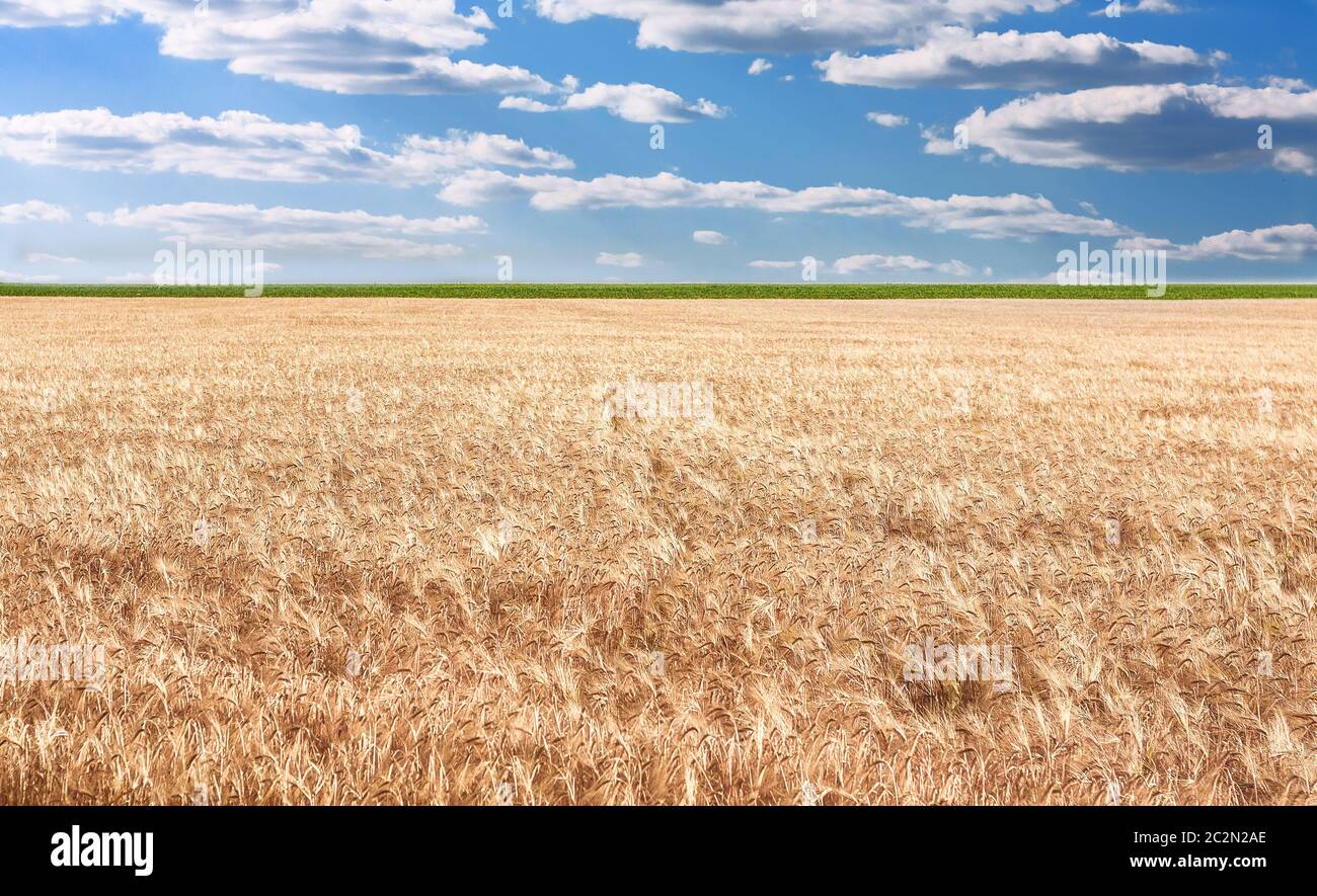 Campo di grano Foto Stock