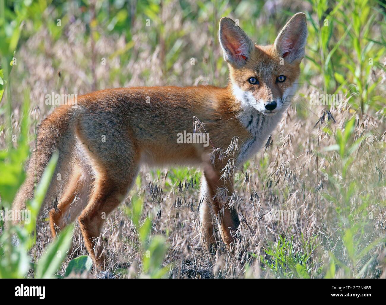 Volpe rossa Vulpes vulpes nella luce della sera Foto Stock