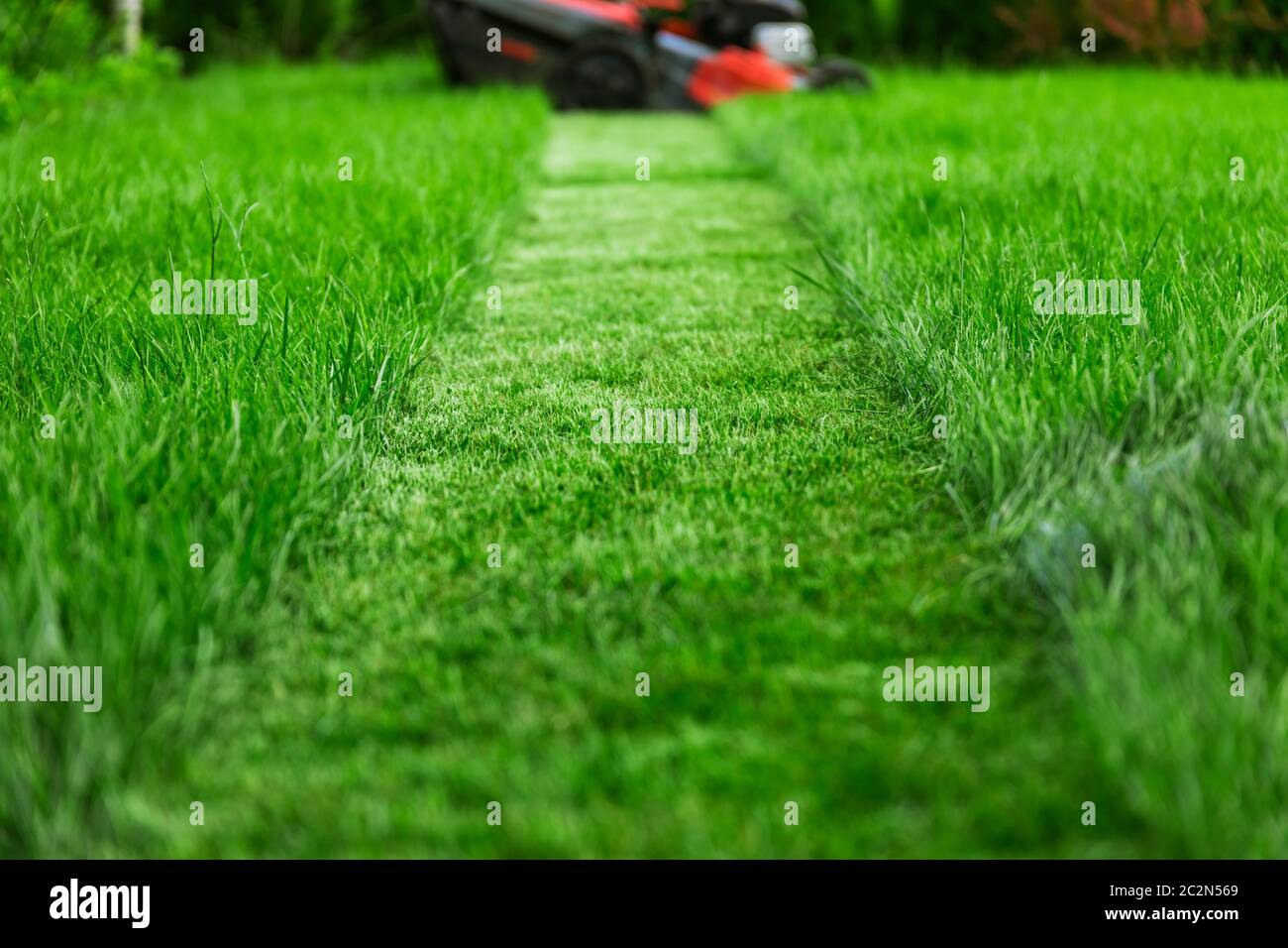 Tosaerba che taglia erba verde alta in cortile Foto Stock